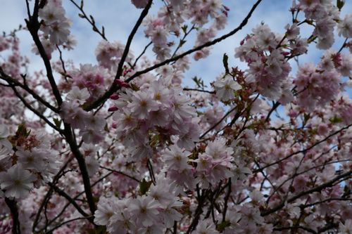 Free Kirschblüte in München Stock Photo