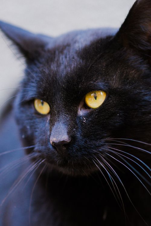 Free Captivating close-up portrait of a black cat with striking yellow eyes capturing its intense gaze. Stock Photo