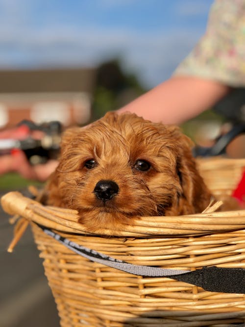 cavapoo, 可爱的小狗, 籃子 的 免费素材图片