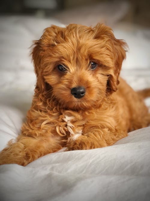 cavapoo, 小狗, 玫瑰 的 免费素材图片