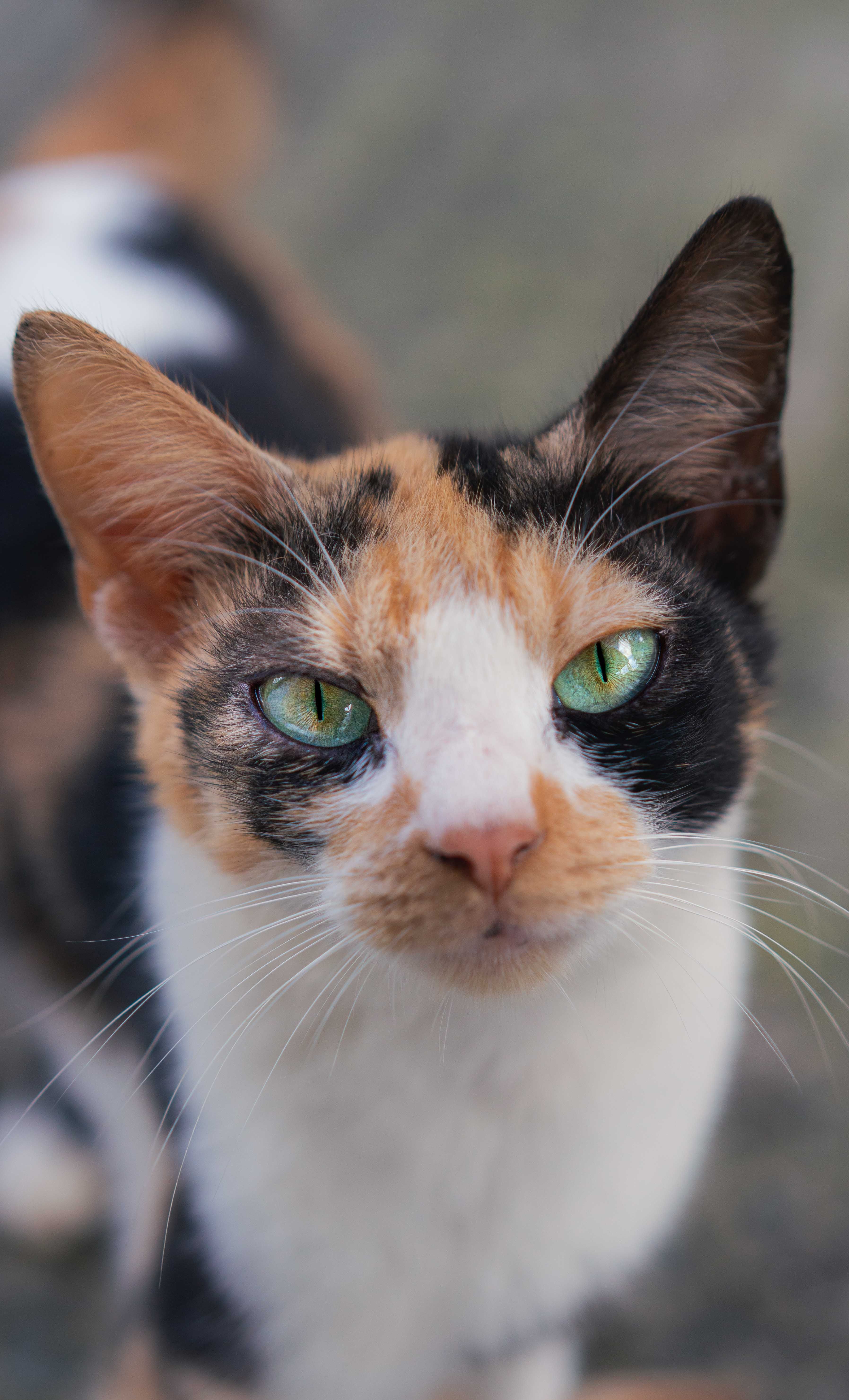 Close-up of a Tricolor Cat · Free Stock Photo