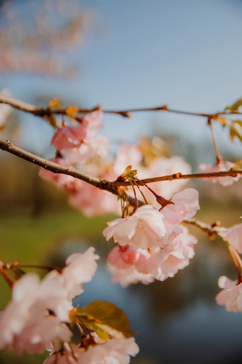 Foto profissional grátis de cereja, céu azul, cor-de-rosa