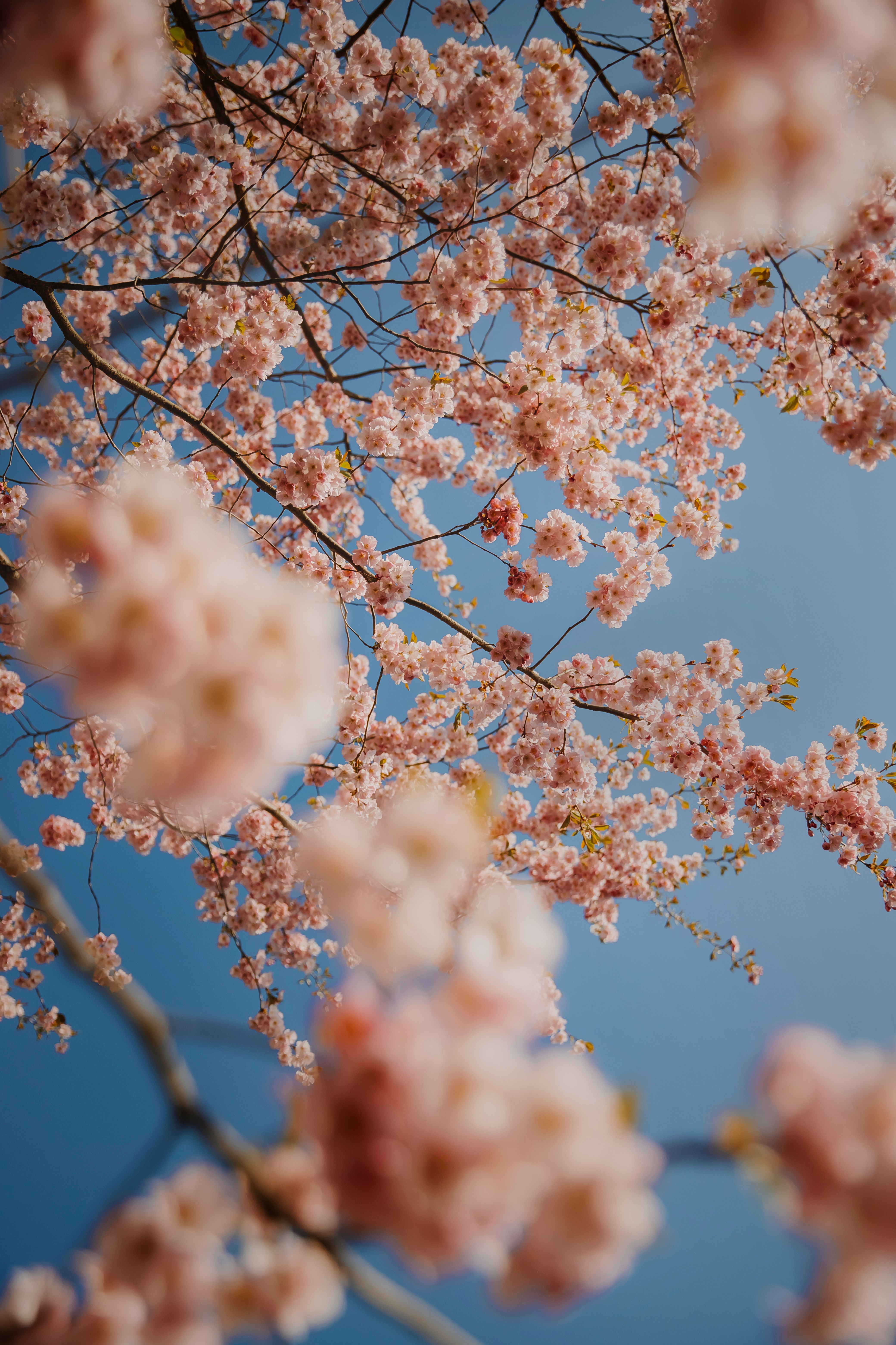 Cherry blossoms blooming against a clear blue sky, captured in spring.