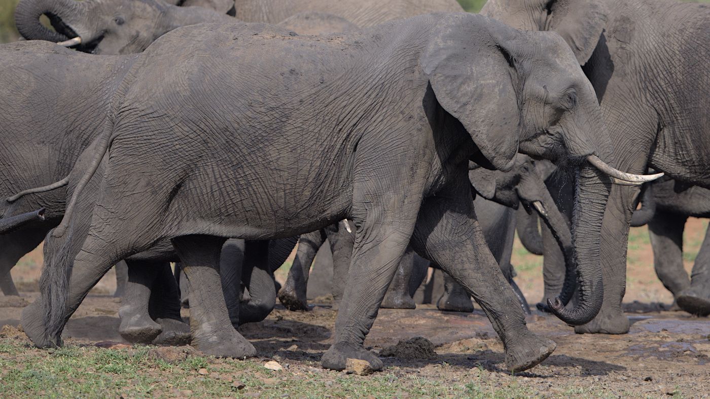 A herd of African elephants crossing the bush in Southern Africa