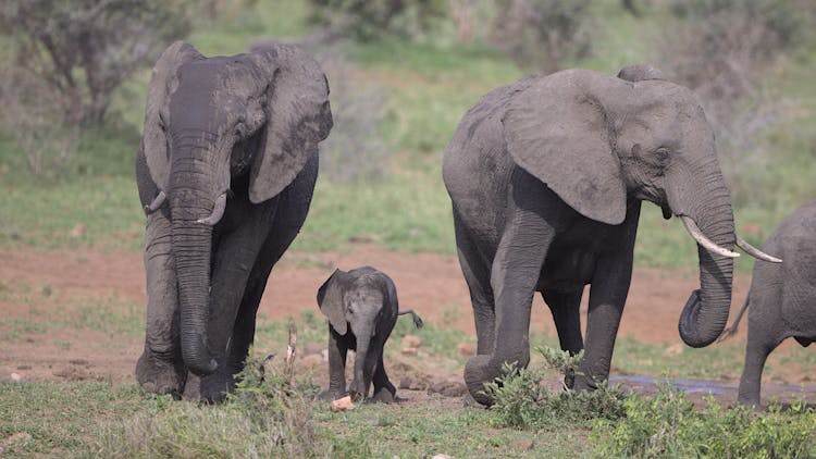 Family Of Elephants