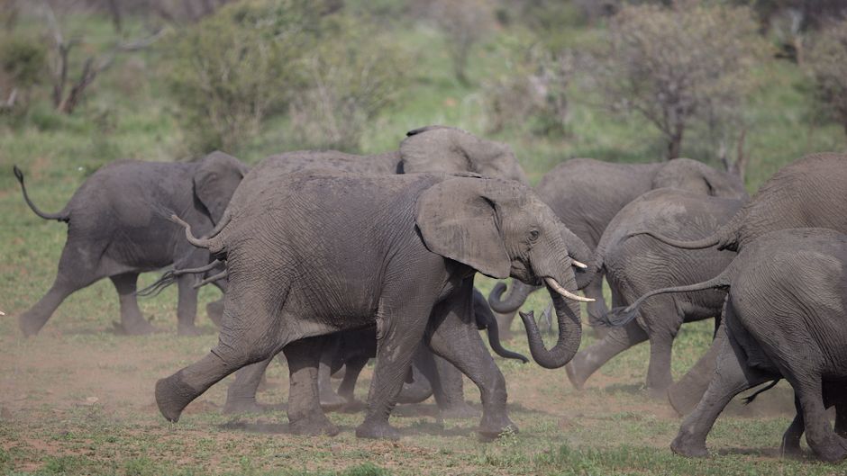 Innovative AI Systems to Mitigate Human-Elephant Conflicts in India