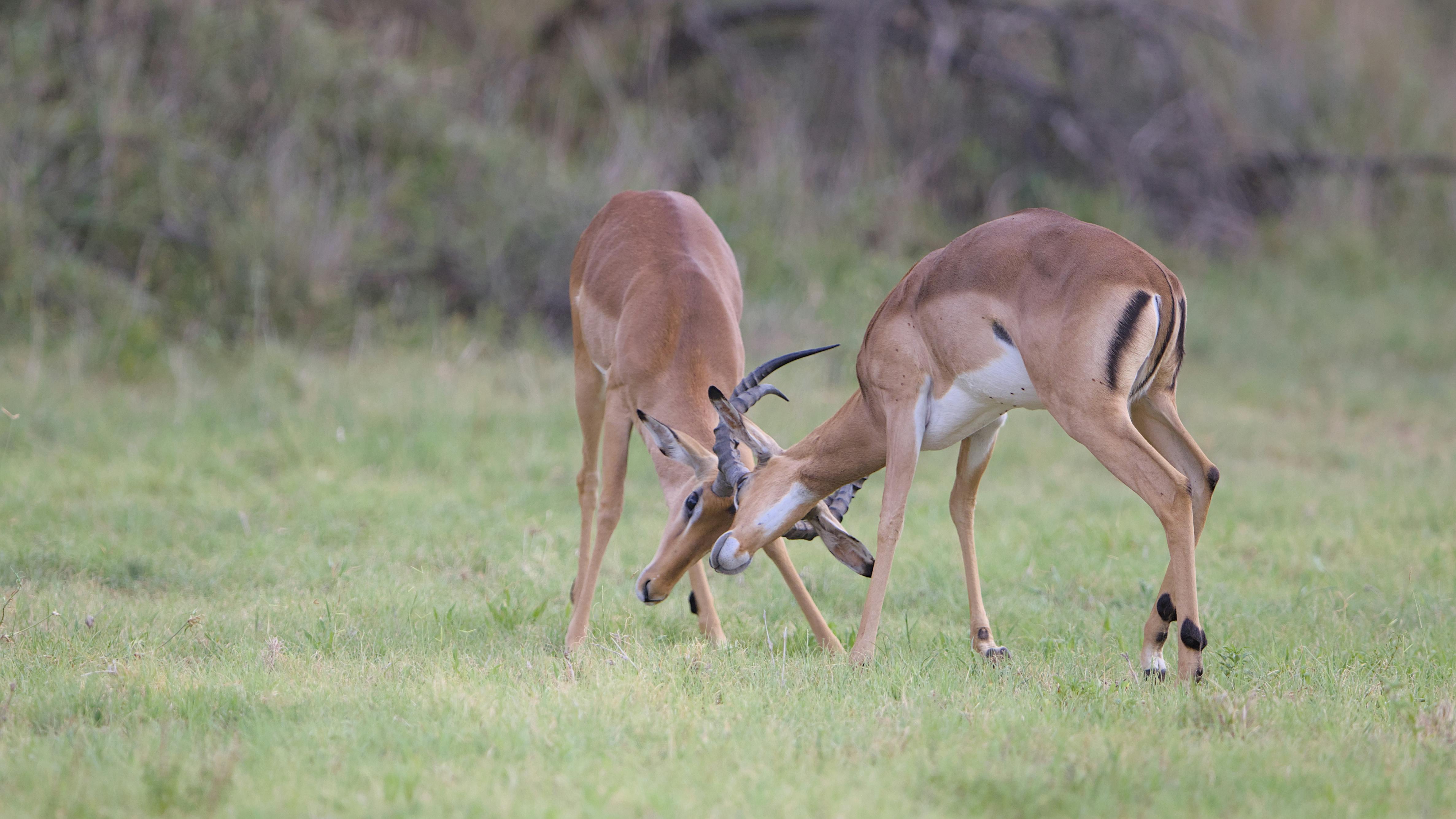 grátis Dois impalas machos entrelaçando os chifres em uma savana gramada, demonstrando um comportamento natural da vida selvagem. Foto profissional