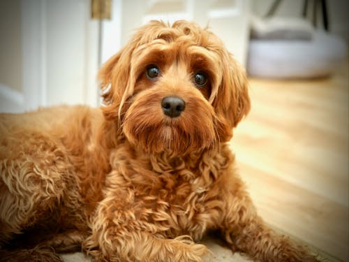 cavapoo, 可爱的小狗, 小狗 的 免费素材图片