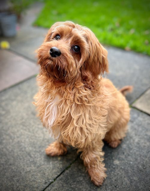 cavapoo, 坐, 小狗 的 免费素材图片