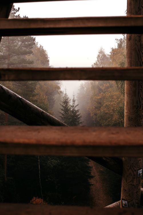 Free Capture of a misty forest scene framed by rustic wooden planks, creating an atmospheric view. Stock Photo