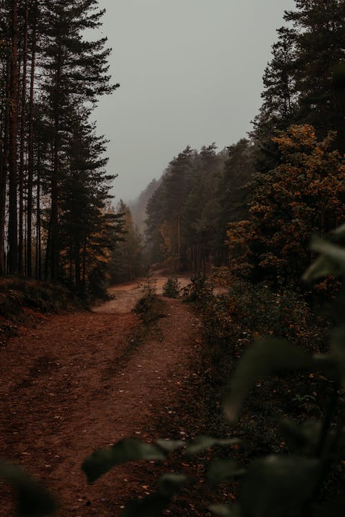 Kostenloses Stock Foto zu feldweg, frau, herbst