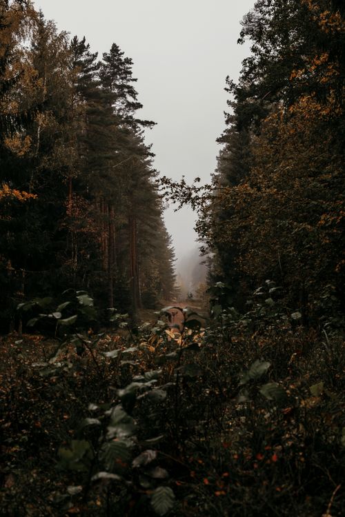 Free Serene forest footpath enveloped in mist and overcast autumn ambiance. Stock Photo