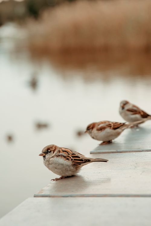 Free A serene close-up of sparrows perched along a lakeside wooden plank, capturing nature's beauty. Stock Photo