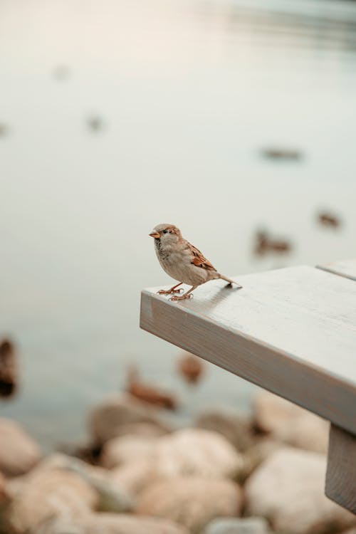 Gratis stockfoto met birdwatching, dieren in het wild, huismus