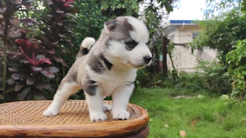 Безкоштовне стокове фото на тему «husky цуценя, милий щеня, Сибірський хаскі»