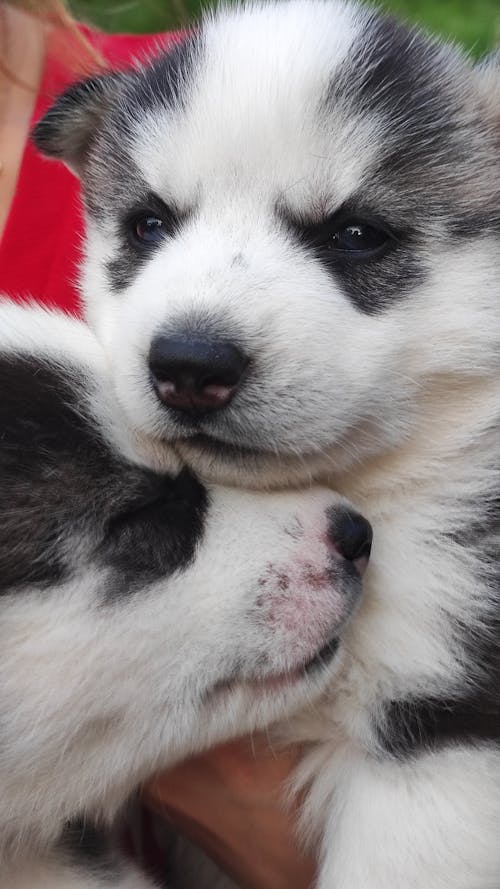 Two Cute Puppies