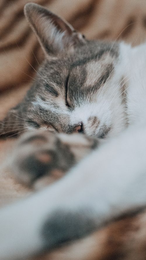 Free A peaceful close-up of a cute cat sleeping on a warm blanket, exuding comfort. Stock Photo