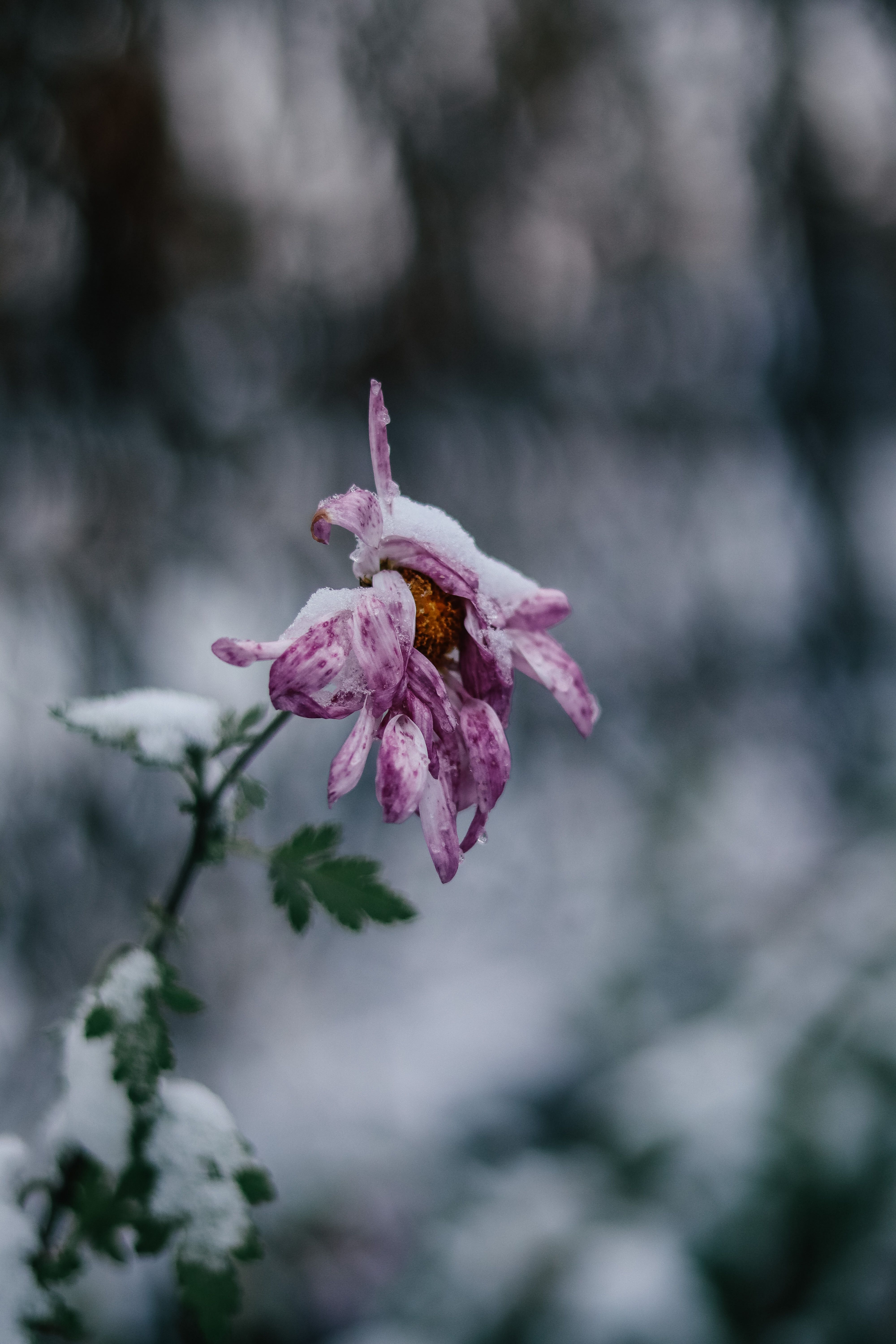 Flower in Snow · Free Stock Photo