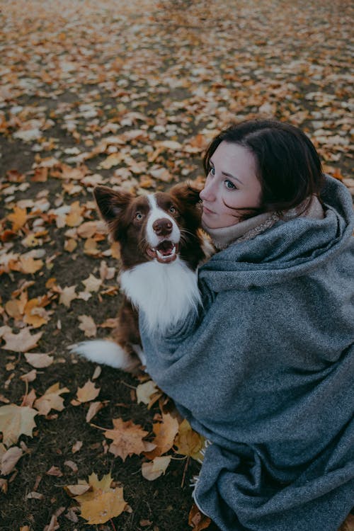 Ingyenes stockfotó állat, arc, border collie témában