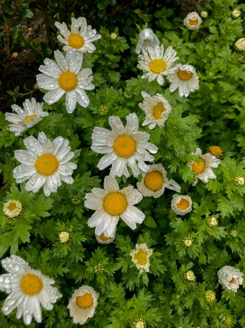 Free Vibrant chamomile flowers with dew droplets create a fresh, natural scene. Stock Photo