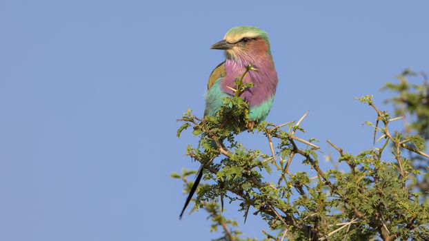 Free stock photo of animal, biology, bird