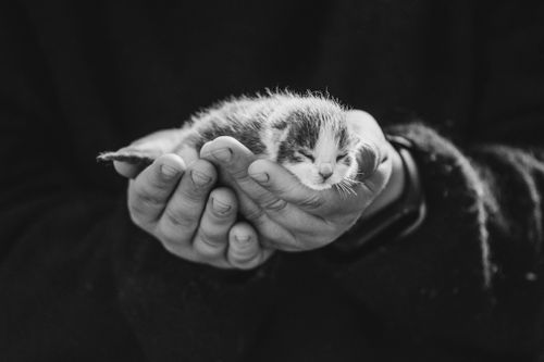 Free A heartwarming black and white image of a tiny newborn kitten gently cradled in human hands. Stock Photo