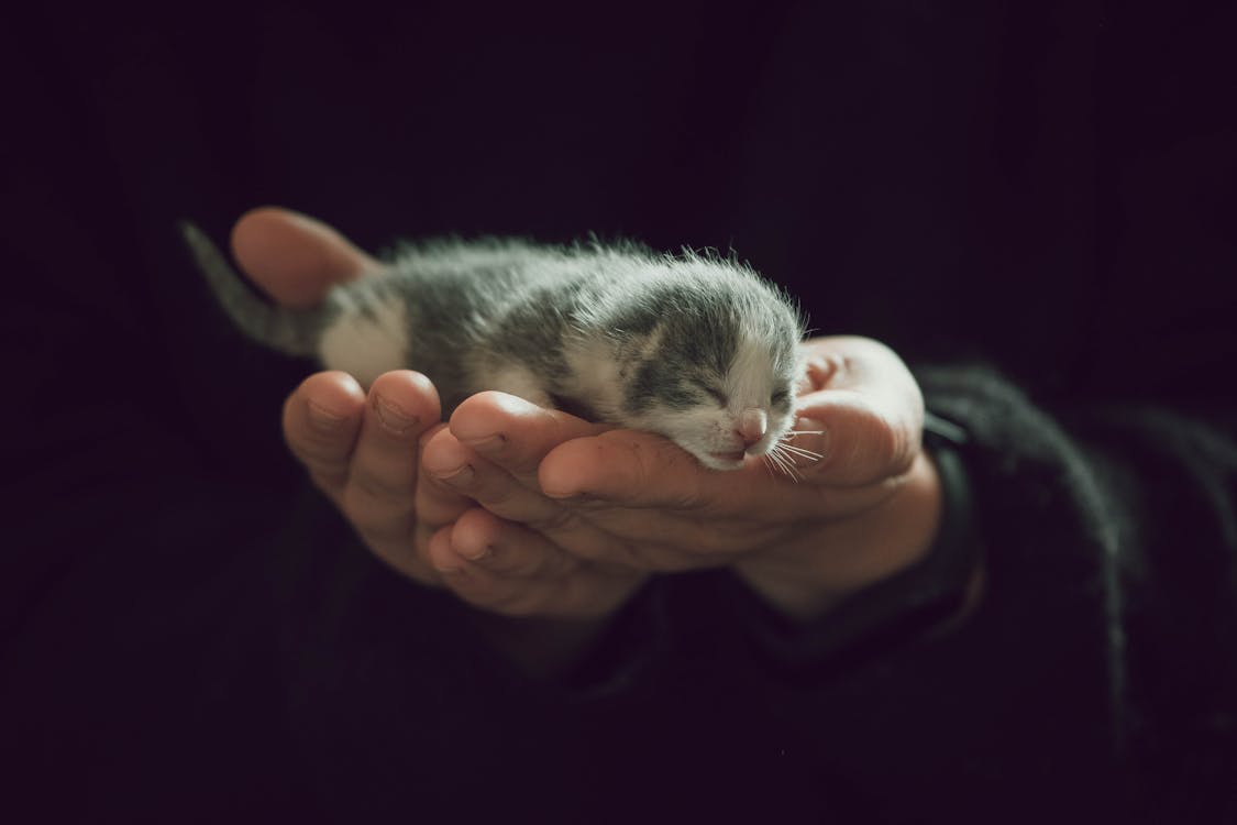 Hands Holding Kitten