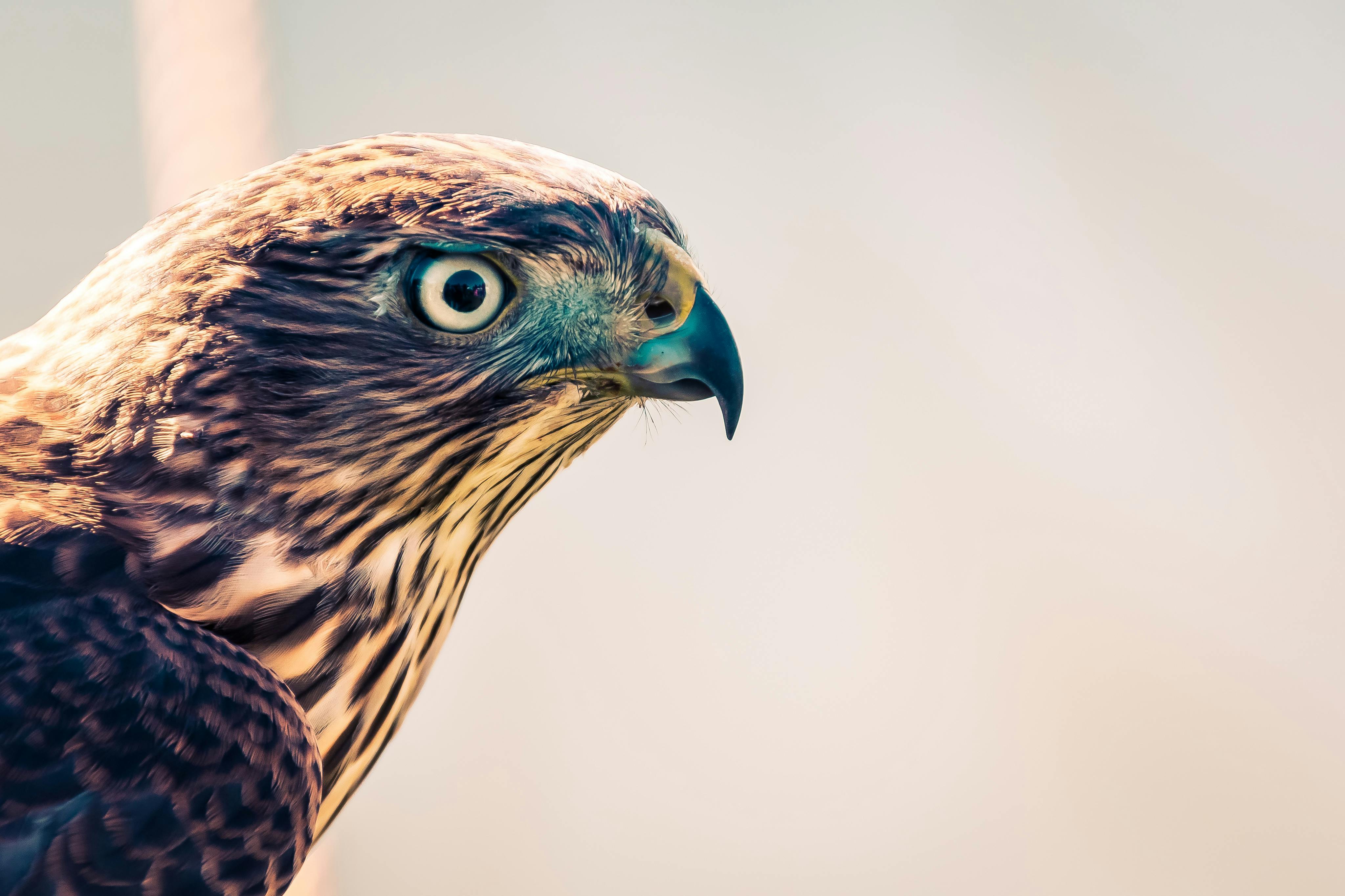 Peregrine falcon HD wallpapers | Pxfuel