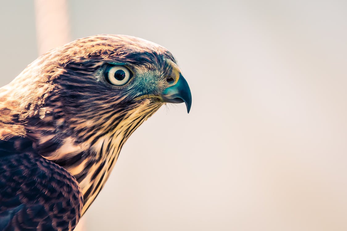 A close-up of a hawk