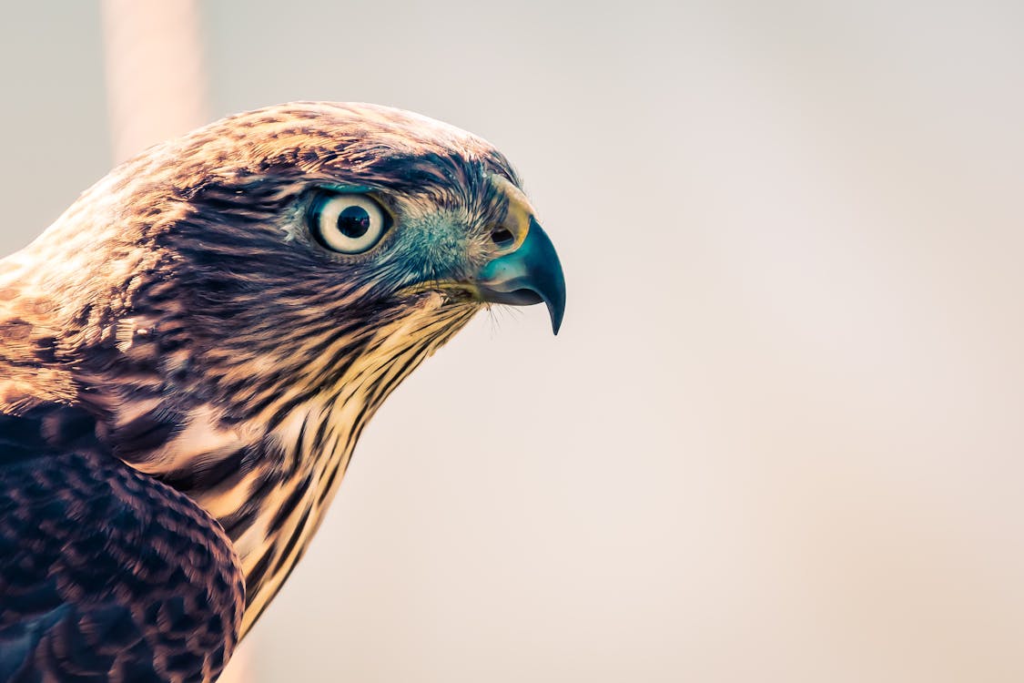 hawk close-up