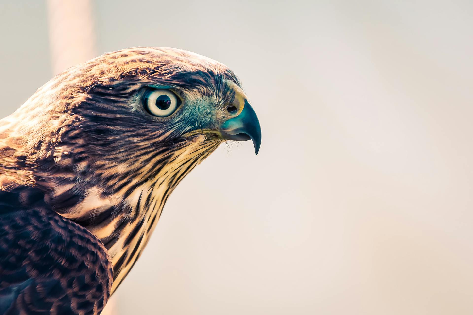 Selective Focus Photography of Falcon