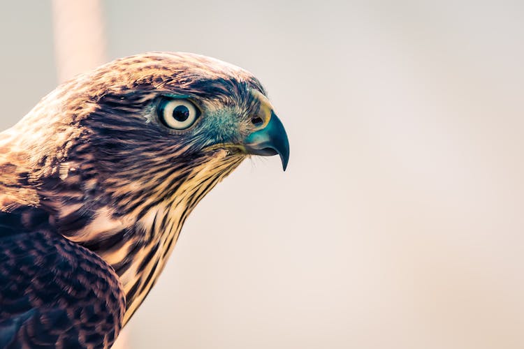 Selective Focus Photography Of Falcon