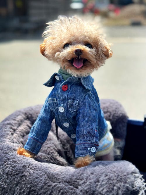 小狗, 打扮, 日文 的 免費圖庫相片