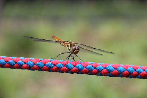 Focus Photography of Brown Skimmer Insect