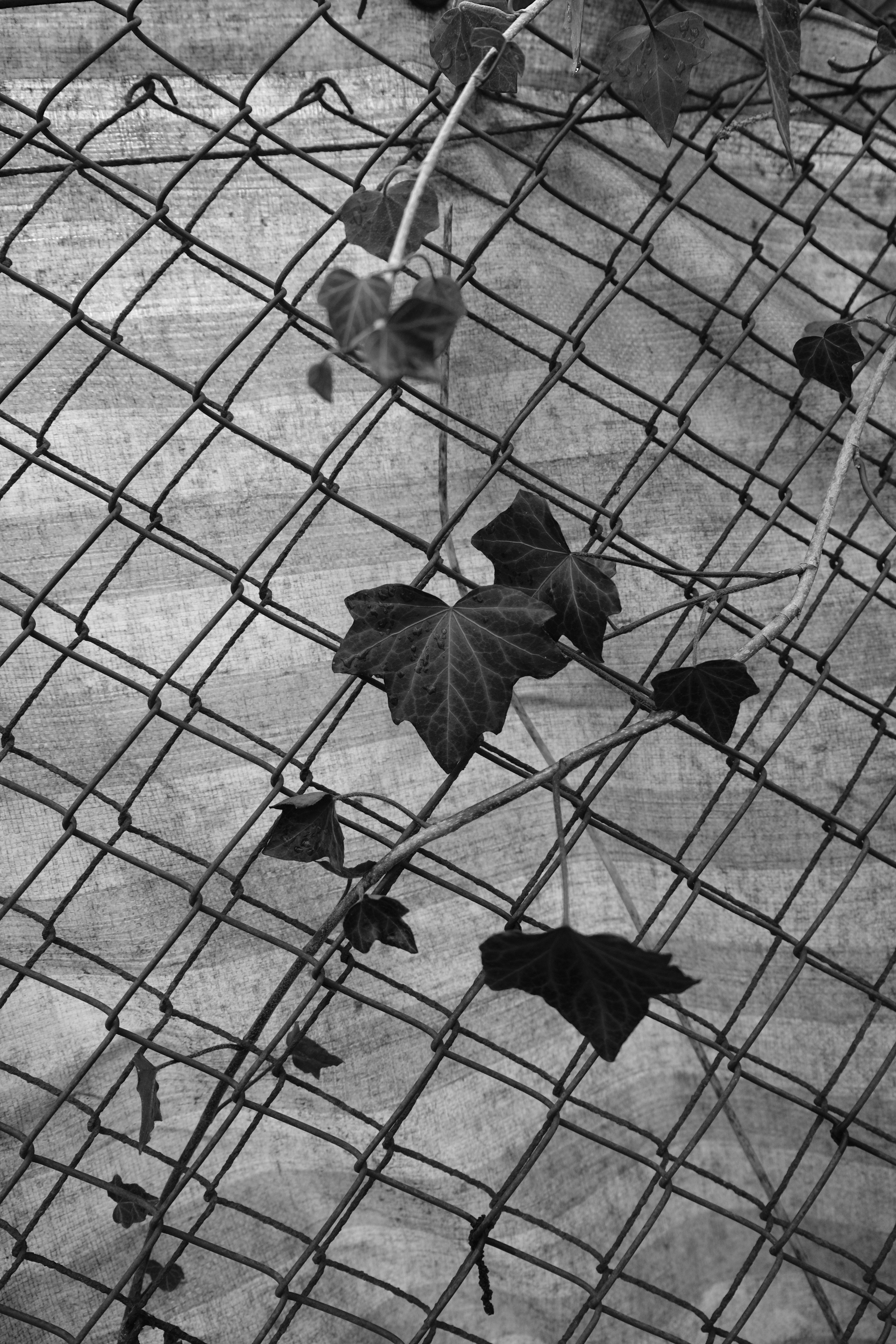 Monochrome photo of ivy leaves climbing a mesh fence in geometric patterns.