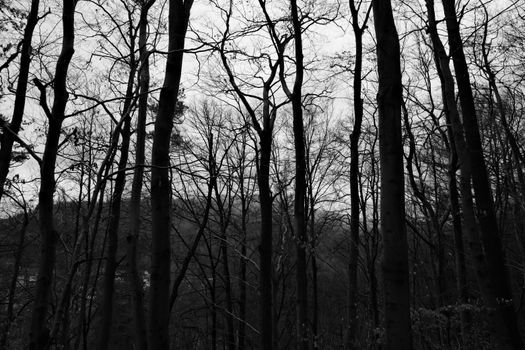 Dramatic black and white photo of leafless trees in a forest, Ilmenau, Germany.