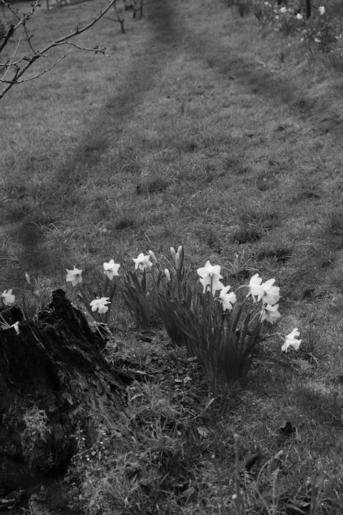 Photos gratuites de fermer, fleurs, herbe