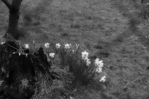 Flowers on Grass in Black and White
