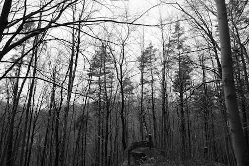 Immagine gratuita di alberi, bianco e nero, foresta
