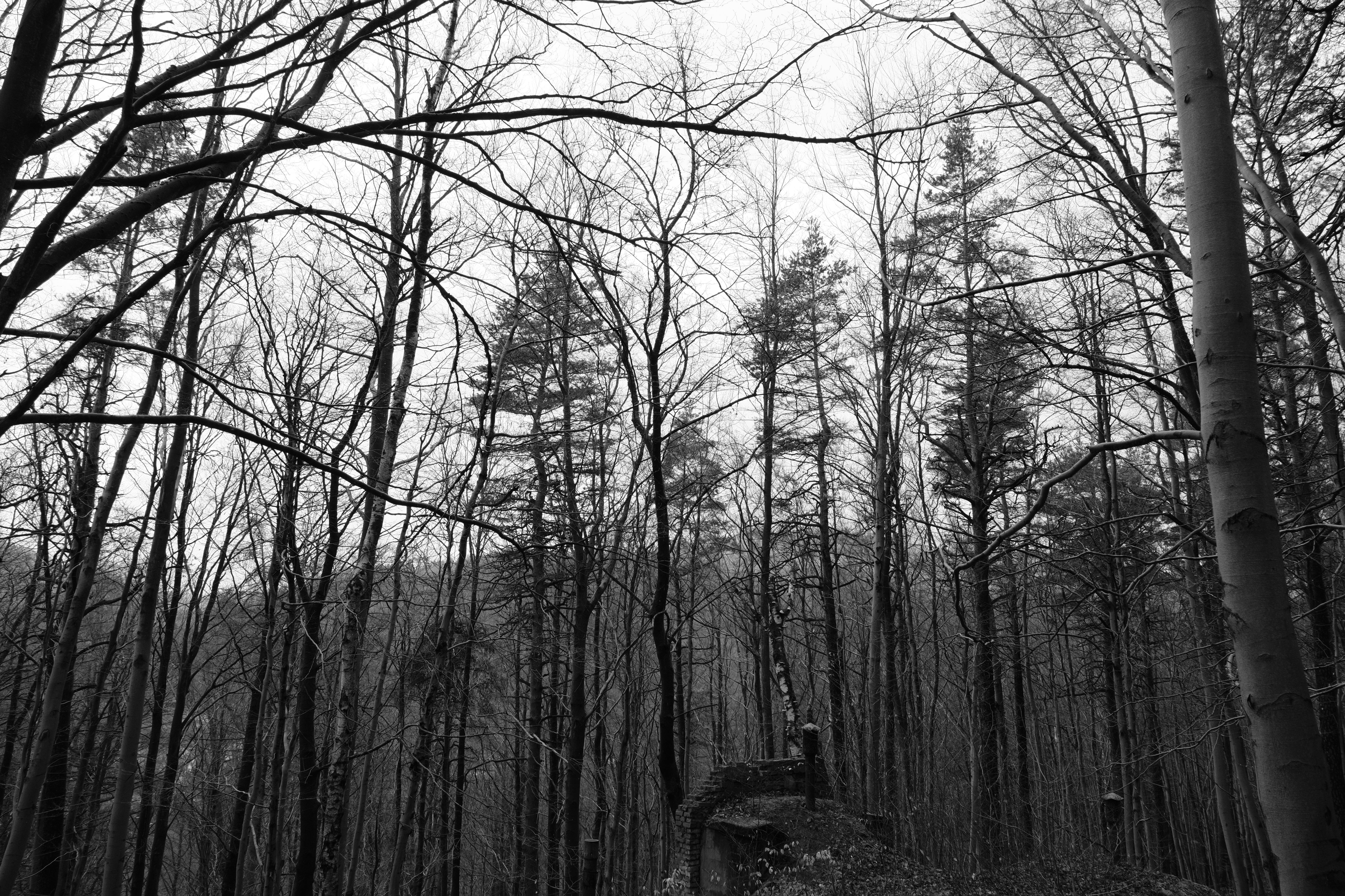 Forest in Black and White · Free Stock Photo