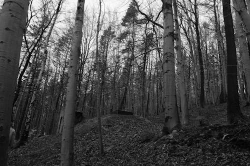 Low Angle Shot of Birches