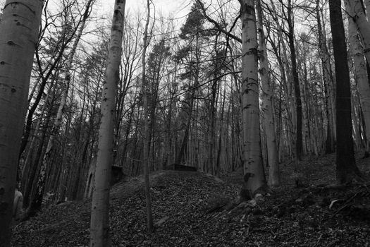 Explore an atmospheric black and white birch forest scene in Ilmenau, Germany.