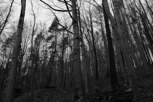 Black and White Photo of Birches