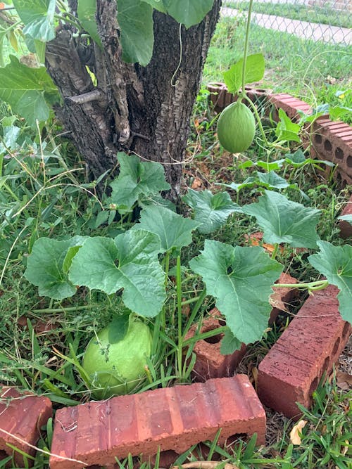 Kostnadsfri bild av melon