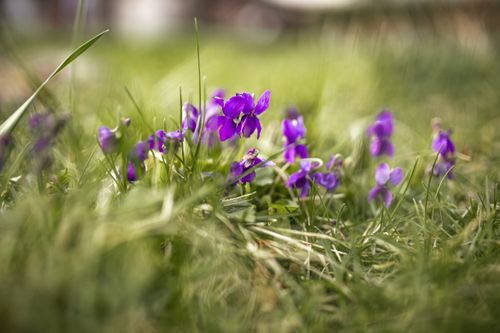 Free Close-up of vibrant purple violets blooming in a lush green meadow, showcasing natural beauty and freshness. Stock Photo