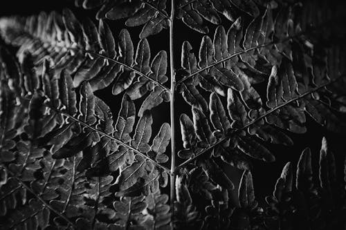 A Close-up of a Fern in Black and White