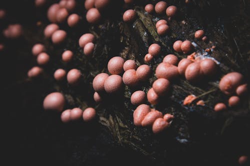 Close-up of a Fungus on a Tree Trunk