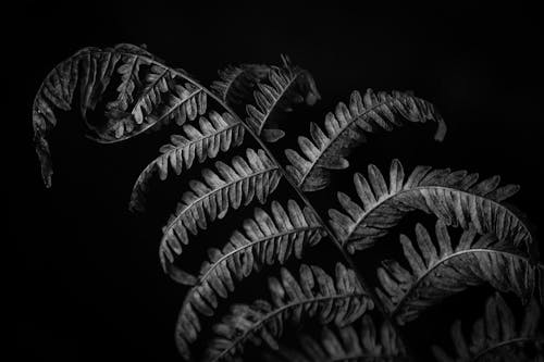 Black and White Photo of a Fern Leaf