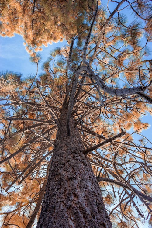 Free 天空, 樹, 藍色 的 免费素材图片 Stock Photo