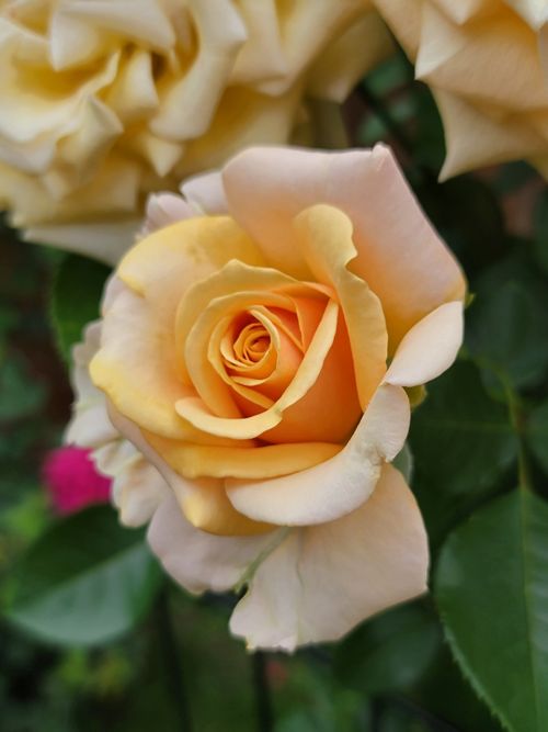 Free A detailed close-up of a vibrant orange rose in full bloom, surrounded by lush green foliage. Stock Photo